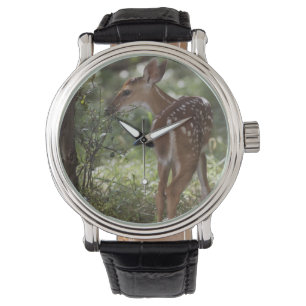 Witstaarthert, Odocoileus virginianus Horloge