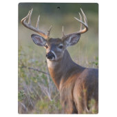 witstaarthert Odocoileus virginianus Klembord (Achterkant)