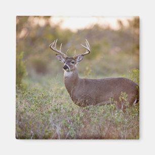 witstaarthert (Odocoileus virginianus) mannetje 2 Magneet