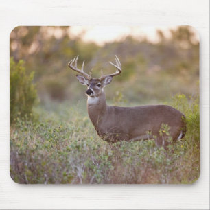 witstaarthert (Odocoileus virginianus) mannetje 2 Muismat