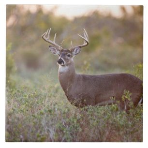 witstaarthert (Odocoileus virginianus) mannetje 2 Tegeltje