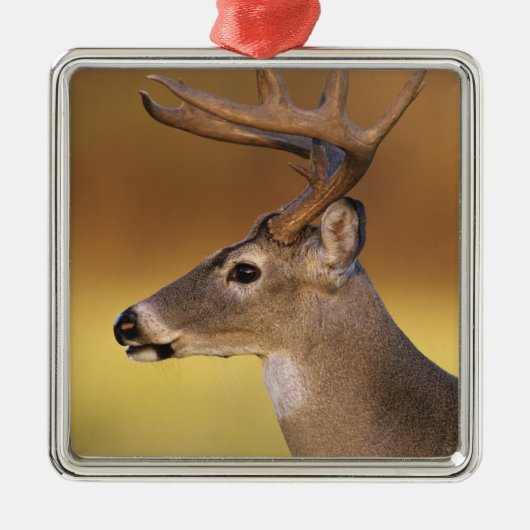 Witstaarthert, Odocoileus virginianus, Metalen Ornament (Voorkant)