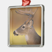 Witstaarthert, Odocoileus virginianus, Metalen Ornament (Links)