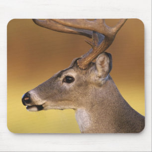 Witstaarthert, Odocoileus virginianus, Muismat