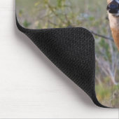 witstaarthert Odocoileus virginianus Muismat (Hoek)