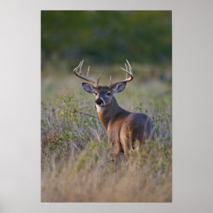 witstaarthert Odocoileus virginianus Poster
