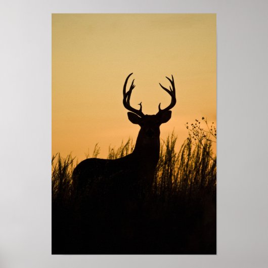 Witstaarthert Odocoileus virginianus) Poster (Voorkant)