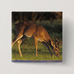 Witstaarthert, Odocoileus virginianus Vierkante Button 5,1 Cm