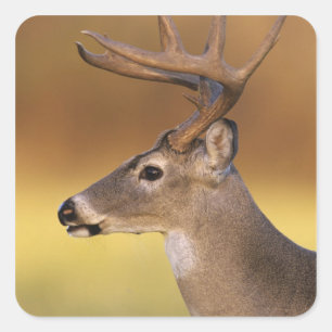 Witstaarthert, Odocoileus virginianus, Vierkante Sticker