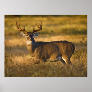 Witstaarthert Zuid-Texas Poster