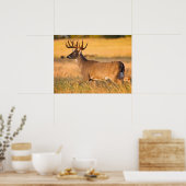 Witstaarthert | Zuid-TX Poster (Keuken)