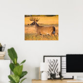 Witstaarthert | Zuid-TX Poster (Thuiskantoor)