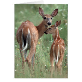 Witstaartherten met een maaien