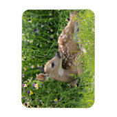 Witstaartherten (Odocoileus virginianus) Magneet (Verticaal)