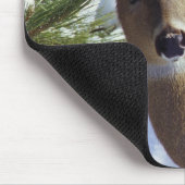 Witstaartherten (Odocoileus virginianus), Muismat (Hoek)