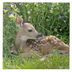 Witstaartherten (Odocoileus virginianus) Tegeltje