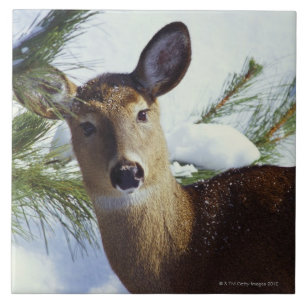 Witstaartherten (Odocoileus virginianus), Tegeltje