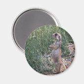 Witstaarthond Magneet (Voorkant / Achterkant)