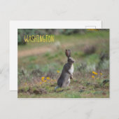 witstaartkonijn briefkaart (Voorkant / Achterkant)