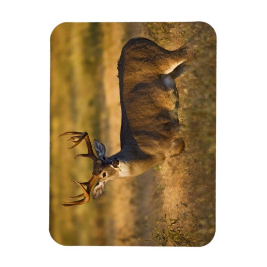 Witstaartslang (Odocoileus virginianus) volwassen Magneet (Verticaal)