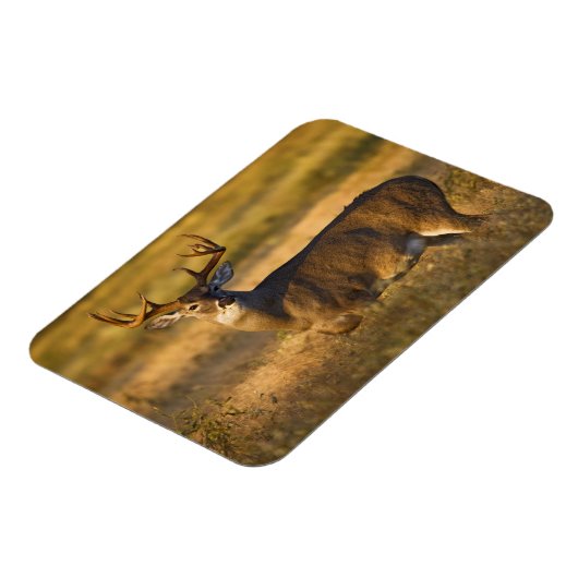 Witstaartslang (Odocoileus virginianus) volwassen Magneet (Linkerzijde)