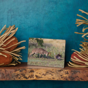 Witstaartslang vecht tegen Wilde Turkije Fotoplaat