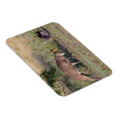 Witstaartslang vecht tegen Wilde Turkije Magneet (Rechterzijde)