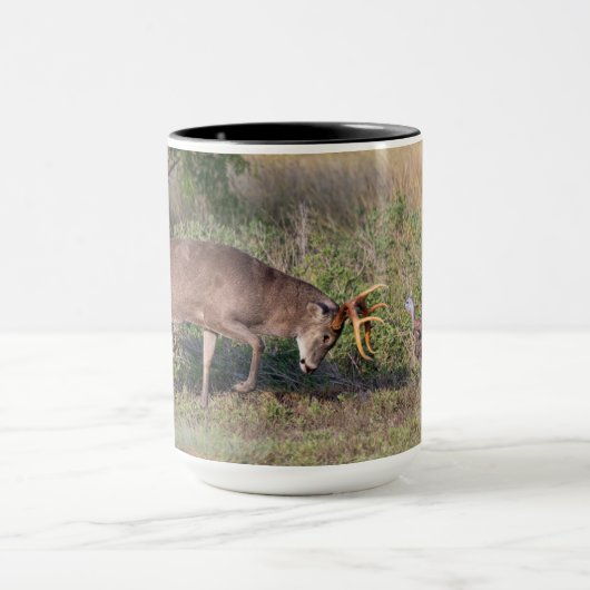 Witstaartslang vecht tegen Wilde Turkije Mok (Midden)