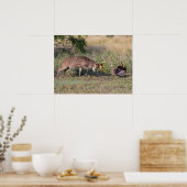 Witstaartslang vecht tegen Wilde Turkije Poster (Keuken)