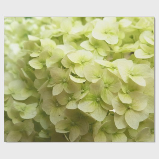 Witte achtergrond van hydrangeenbloem cadeaupapier (Vlak)