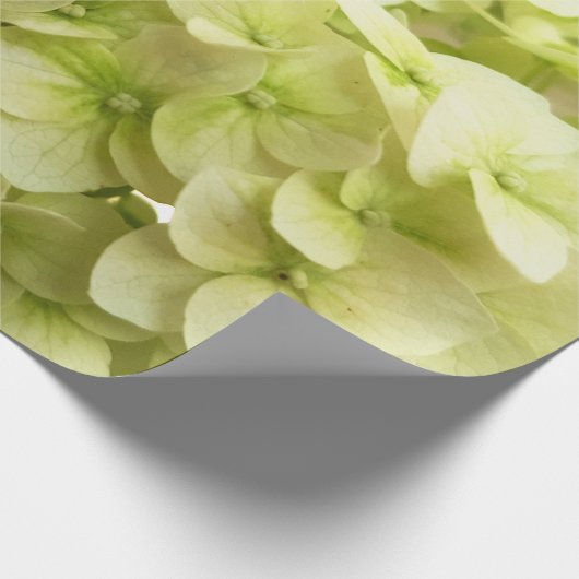 Witte achtergrond van hydrangeenbloem cadeaupapier (Hoek)
