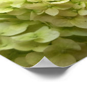 Witte achtergrond van hydrangeenbloem poster (Hoek)