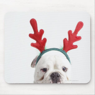 witte achtergrond, witte stierenhond, rood muismat