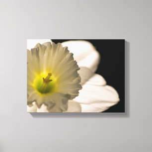 Witte affodilerkloer met achtergrondverlichting canvas afdruk