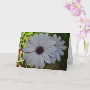 Witte African Daisy Flower Kaart
