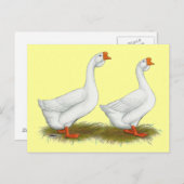 Witte Afrikaanse ganzen Briefkaart (Voorkant / Achterkant)