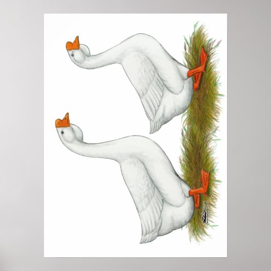 Witte Afrikaanse ganzen Poster (Voorkant)