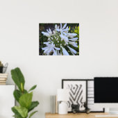 Witte Agapanthus bloemen Poster (Thuiskantoor)
