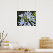 Witte Agapanthus bloemen Poster (Keuken)