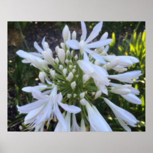 Witte Agapanthus bloemen Poster