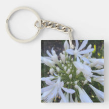 Witte Agapanthus bloemen