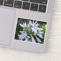 Witte Agapanthus bloemen