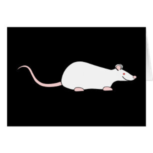 Witte Albino Pet Rat.