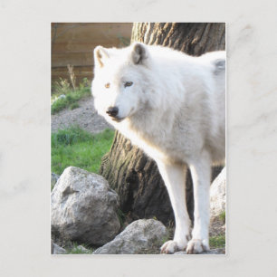 Witte albino wolfgeest - Theriaanse geschenken Briefkaart