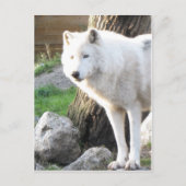 Witte albino wolfgeest - Theriaanse geschenken Briefkaart (Voorkant)