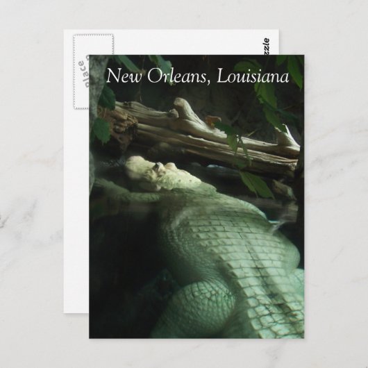 Witte Alligator van Louisiana Briefkaart (Voorkant / Achterkant)