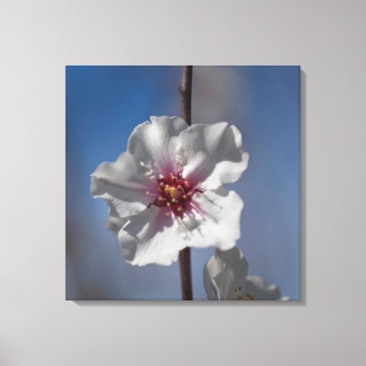 Witte amandelbloem Botanische fotografie Canvas Afdruk (Voorkant)
