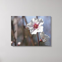 Witte amandelventilator - Natuurlijke lente licht 