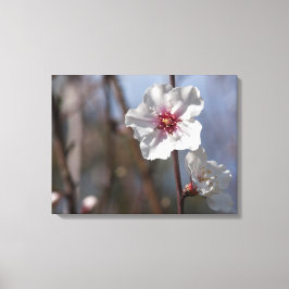 Witte amandelventilator - Natuurlijke lente licht  Canvas Afdruk
