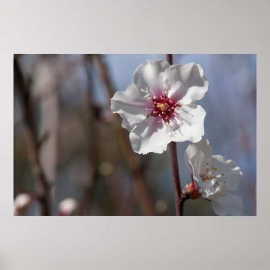 Witte amandelventilator - Natuurlijke lente licht Poster (Voorkant)